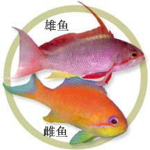 寬身花鱸 寬身花鱸