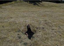 穿著量子隱形衣的人趴在草地上