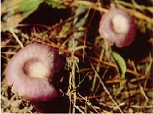 粉紫香菇