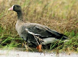 （圖）小白額雁
