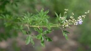 小葉荊(變種) 小葉荊(變種)