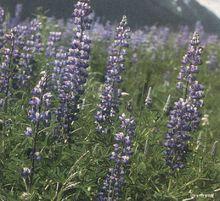 中華侏羅紀公園