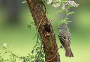 亞馬遜灌叢霸鶲