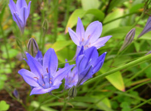 鳶尾蒜屬 鳶尾蒜屬