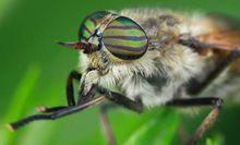 牛虻[昆蟲綱動物]