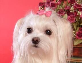 日本跳狗 日本跳狗