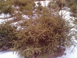 雲杉樹苗 雲杉樹苗