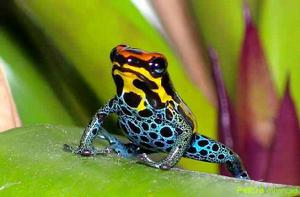 箭毒蛙[兩棲綱動物]