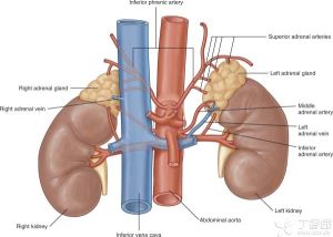 原發性醛固酮增多症的診斷