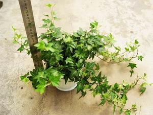 Hedera