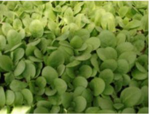 菸草亞族 菸草亞族