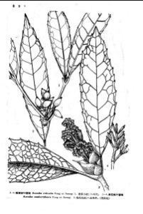 密花桃葉珊瑚 密花桃葉珊瑚