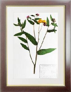 臘葉標本 臘葉標本