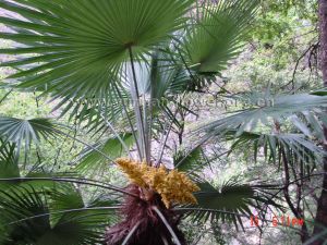 山棕櫚