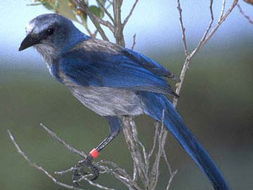 西叢鴉俄勒岡州亞種