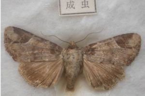 竹筍禾夜蛾 竹筍禾夜蛾