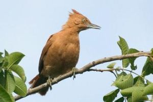 黃簇頰灶鶇 黃簇頰灶鶇