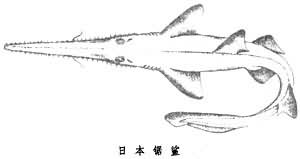 （圖）鋸鯊目