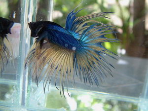 鬥魚圖片-世界名魚