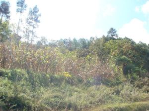 大登尾自然村 大登尾自然村