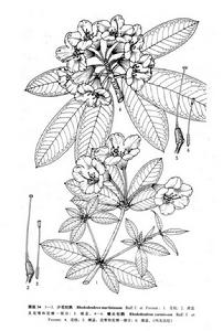 喙尖杜鵑 喙尖杜鵑