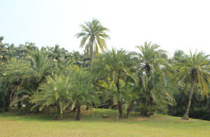 貝葉棕櫚 貝葉棕櫚