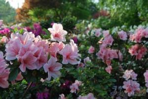 三花杜鵑 三花杜鵑