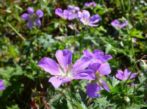 擬紫堇馬先蒿 擬紫堇馬先蒿