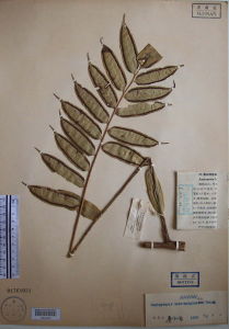 寬邊觀音座蓮 寬邊觀音座蓮