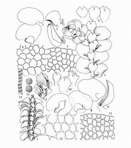 皺葉耳葉苔平葉(變種) 皺葉耳葉苔平葉(變種)