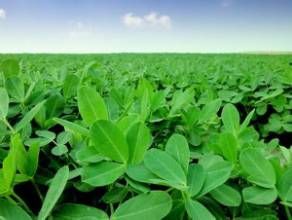 泉花6號 泉花6號