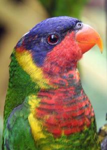 華麗吸蜜鸚鵡 華麗吸蜜鸚鵡