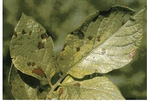 馬鈴薯尾孢菌葉斑病