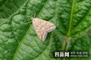 黃草地螟 黃草地螟