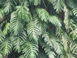 麒麟尾屬 麒麟尾屬