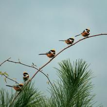 山雀棘豆 山雀棘豆