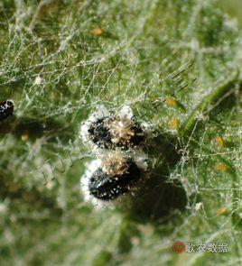 柑桔粉虱 柑桔粉虱
