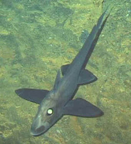 黑線銀鮫 黑線銀鮫