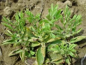 （圖）蠶豆染色病毒