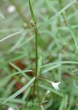 駝舌草(原變種) 駝舌草(原變種)