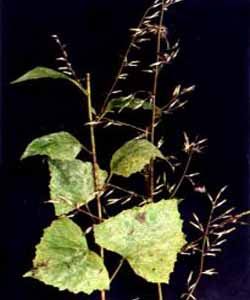 假福王草屬 假福王草屬