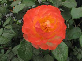 彩虹[彩紅薔薇屬月季栽培品種]