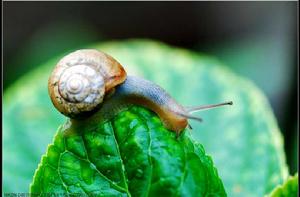 軟體動物 軟體動物