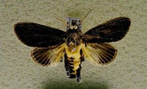 顯脈球須刺蛾 顯脈球須刺蛾