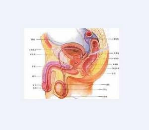 陰莖增長術 陰莖增長術