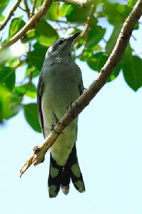 （圖）暗灰鵑鵙