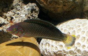 大眼海豬魚 大眼海豬魚