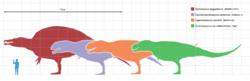 南方巨獸龍(橙)與其它獸腳亞目恐龍體型對比