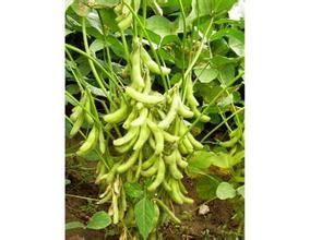 邯豆5號 邯豆5號