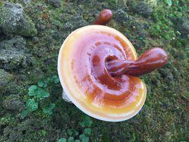 白肉靈芝 白肉靈芝